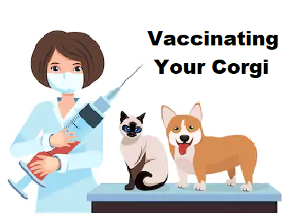 Corgi Puppy Vaccinations
